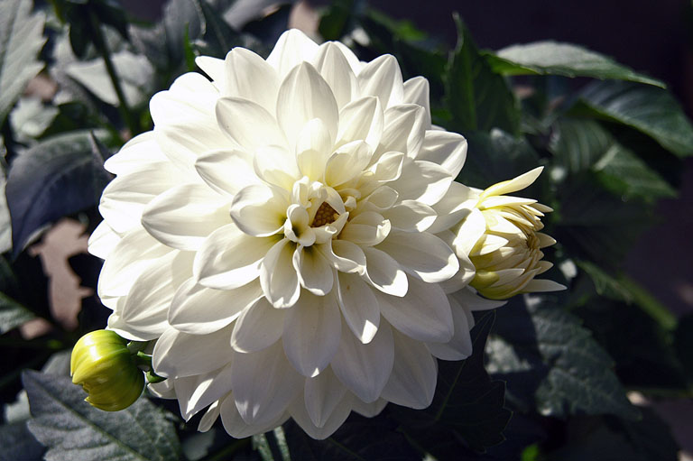 Dahlia (3) edited 1